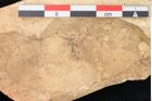 Foto (Detailansicht) von Quercus palaeoilex Ettingshausen (NHMW-GEO-2024-0188-7967)